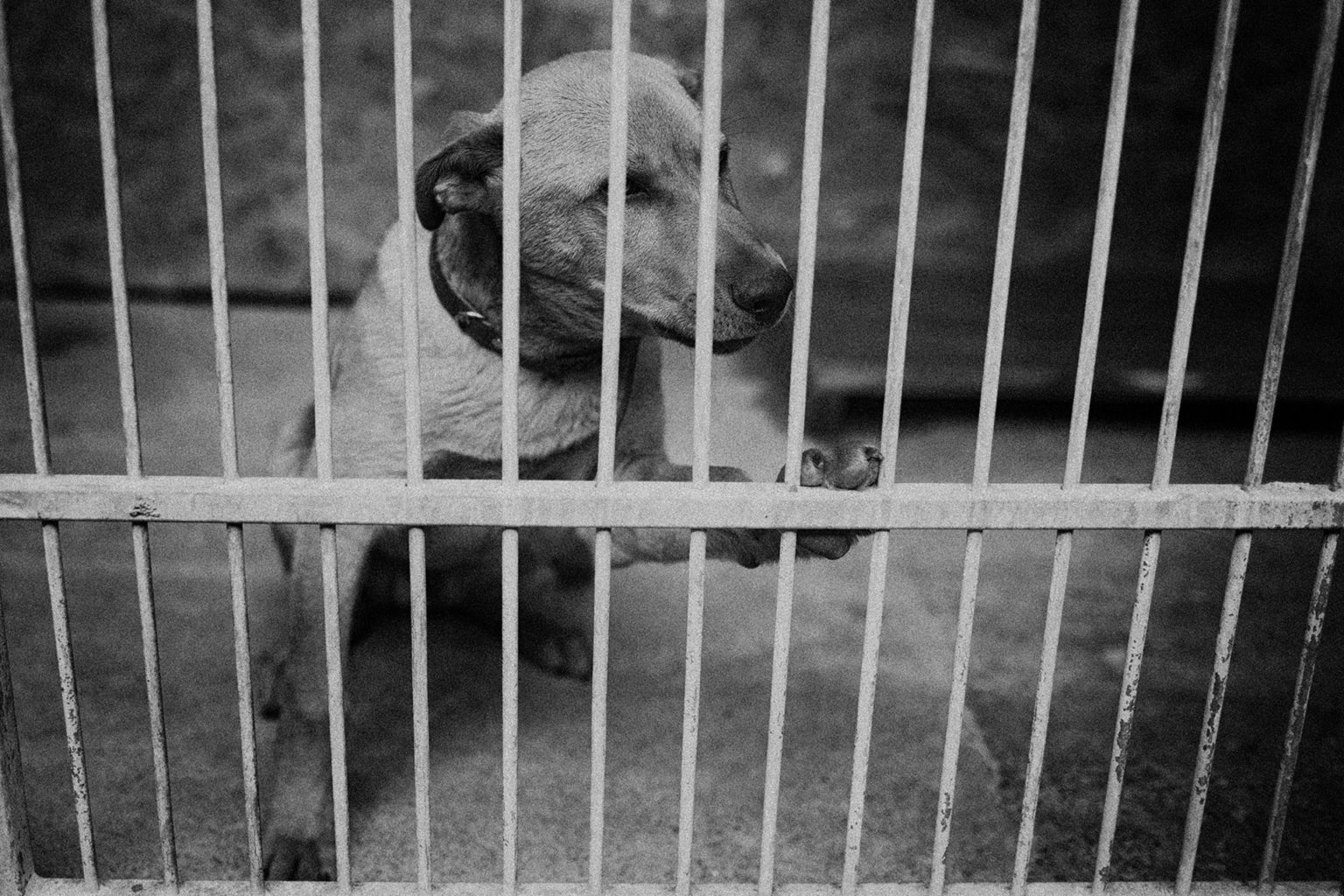 Zdjęcie 4 pies prosi - Fotoreportaż Schronisko psów Na Paluchu