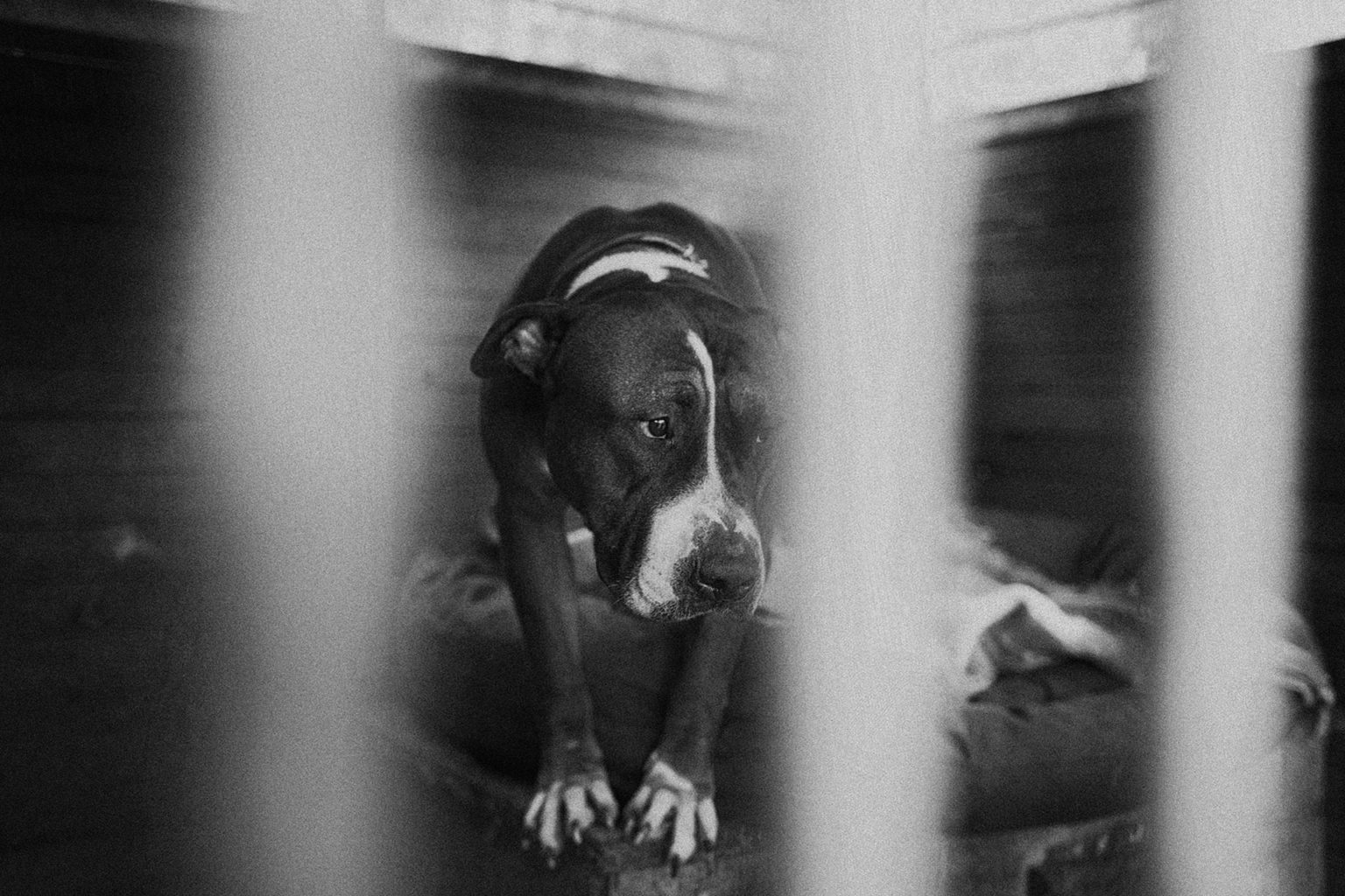 Zdjęcie 7 Pies smutny - Fotoreportaż Schronisko psów Na Paluchu
