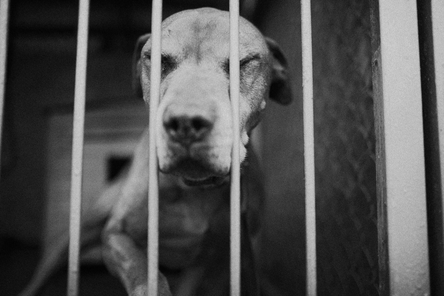 Zdjęcie 8 Pies i kraty - Fotoreportaż Schronisko psów Na Paluchu
